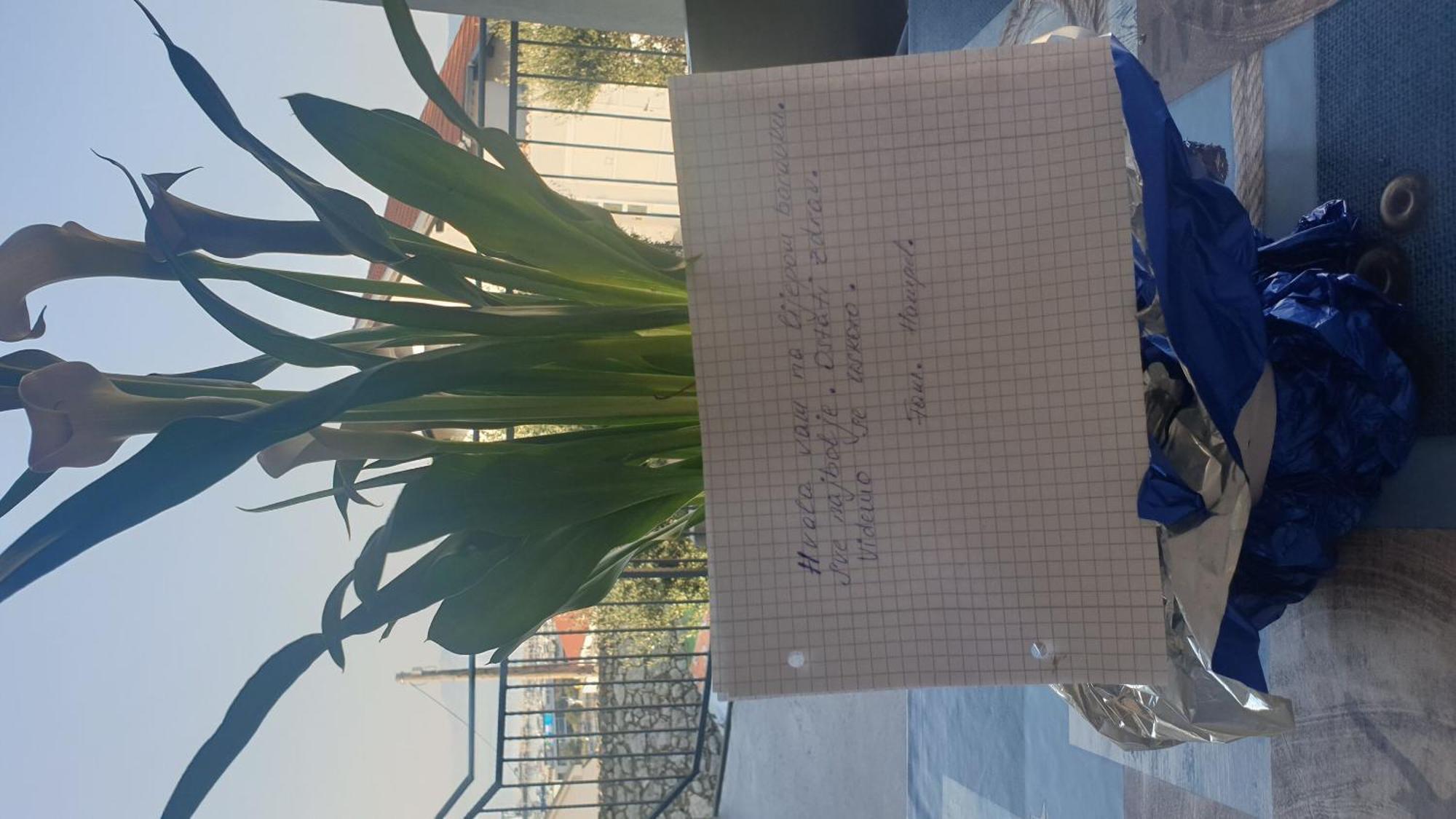 Apartment Goran 노비비노돌스키 외부 사진